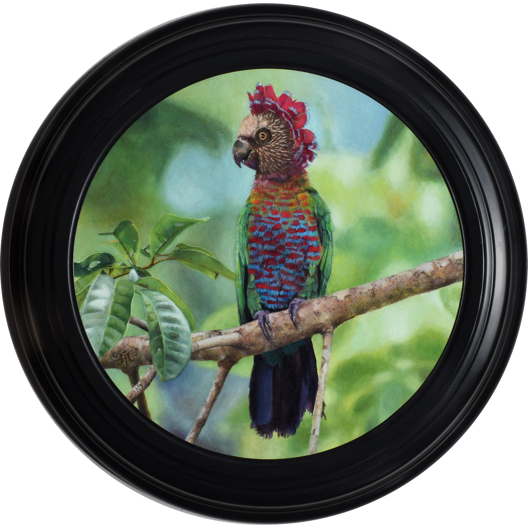 Red-fan parrot
